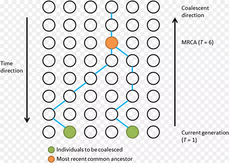 聚结理论遗传重组最近的共同祖先等位基因数学模型聚结