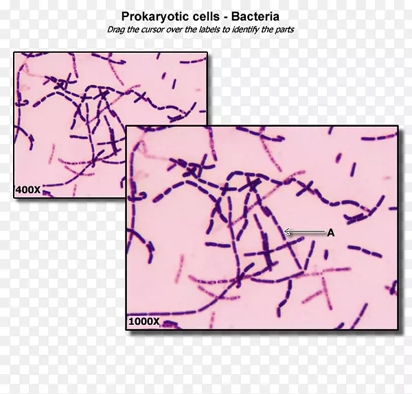 细菌细胞结构原核细胞质细胞器