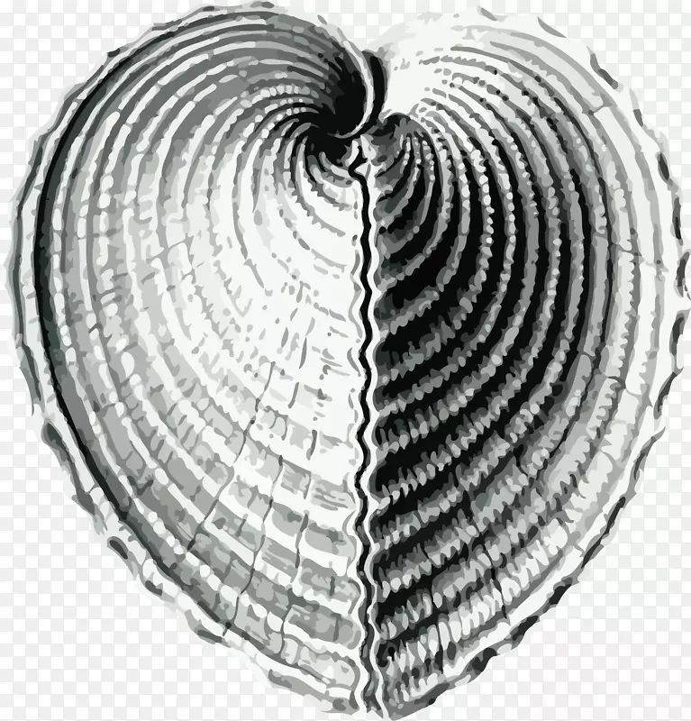 海胆夹艺术-贝壳