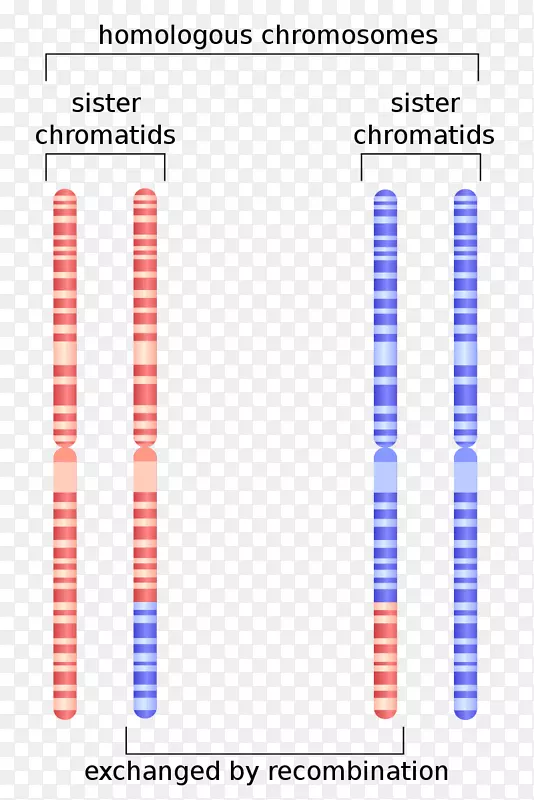 姐妹染色单体同源染色体遗传重组