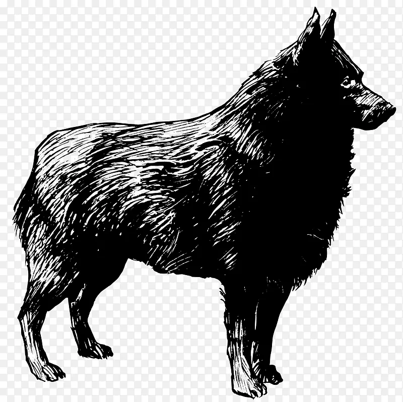 Schipperke猎犬比利时牧羊犬malinois狗