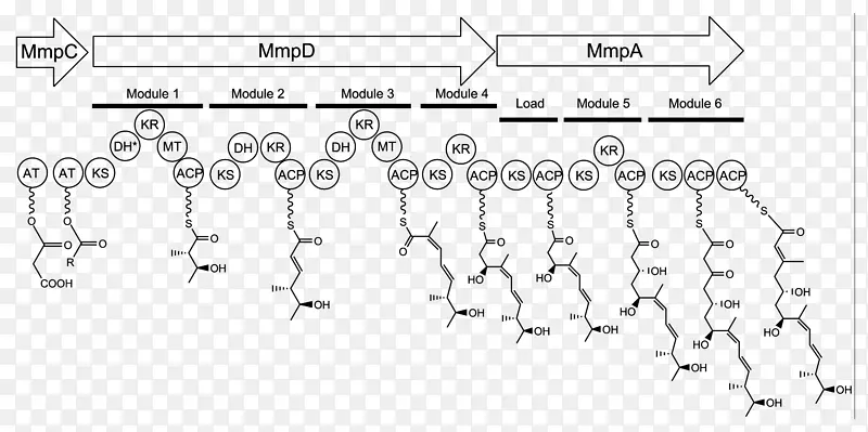 Mupirocin生物合成酰基载体蛋白丙二酰-CoA脂肪酸合成