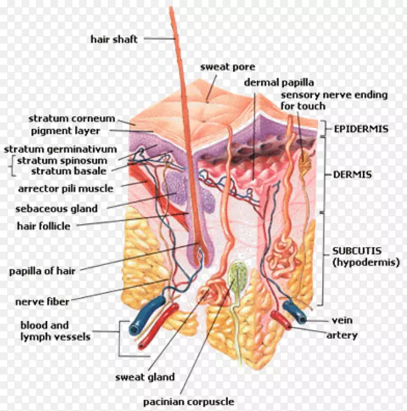 皮下组织浅表筋膜包埋系统皮肤指甲