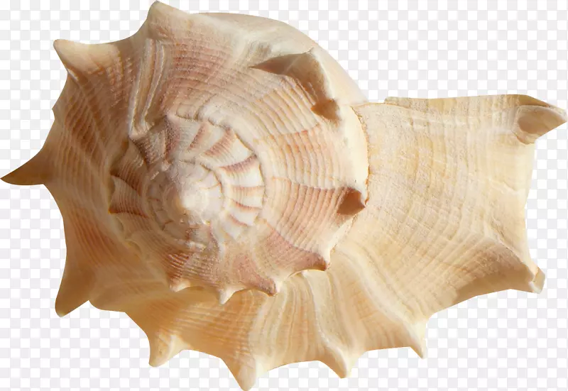 贝壳软体动物贝壳洋蛤-贝壳
