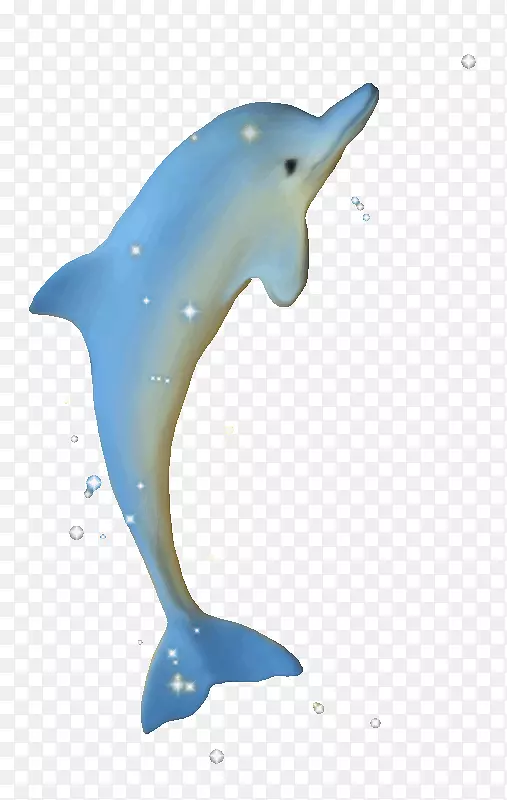 普通宽吻海豚图库溪短喙普通海豚全口粗齿海豚