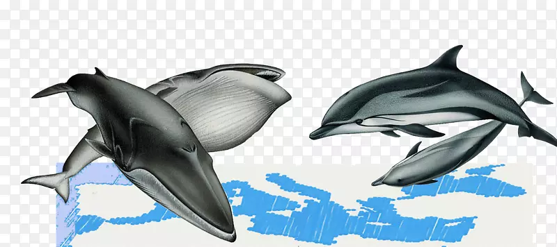 条纹海豚粗齿海豚批发图库溪白喙海豚鲸