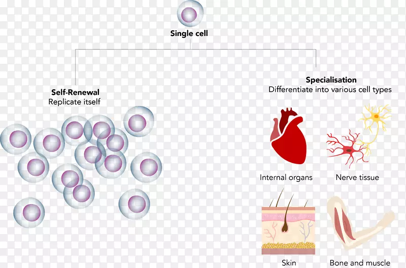 干细胞再生脐带组织