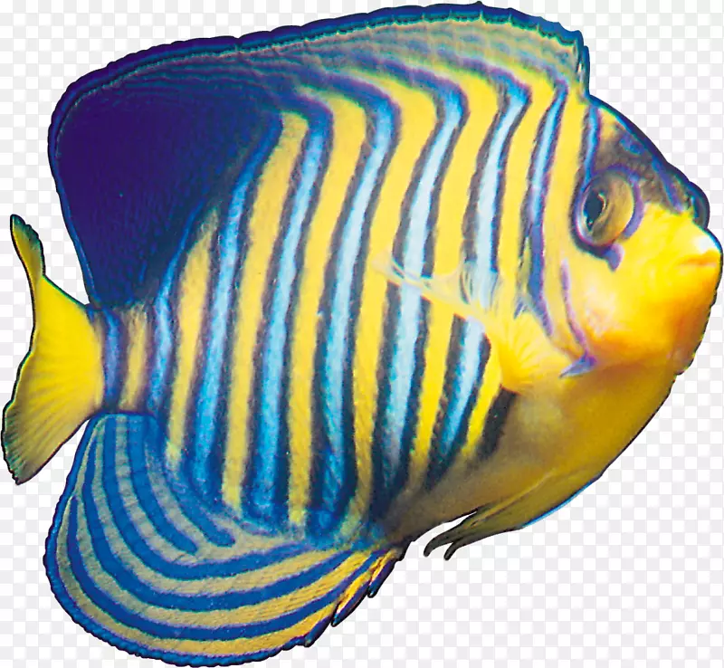 热带鱼黄蓝鱼