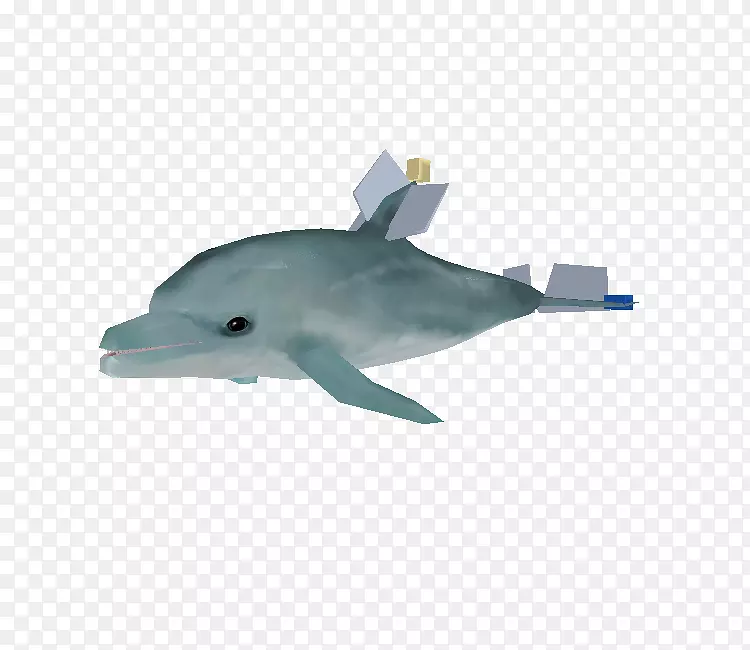 普通宽吻海豚短喙普通海豚图库溪白海豚-水