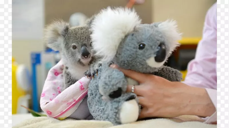 澳大利亚动物园婴儿考拉玩具熊考拉