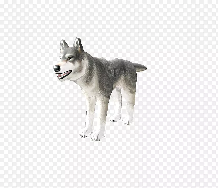 微型西伯利亚哈士奇塔米克犬加拿大爱斯基摩犬萨哈林哈士奇东西伯利亚莱卡