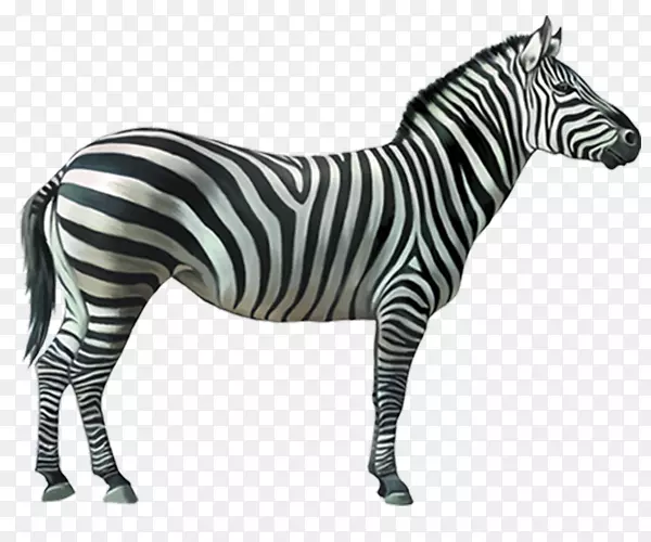 Burchell‘s zebra stripe quagga马-zebra