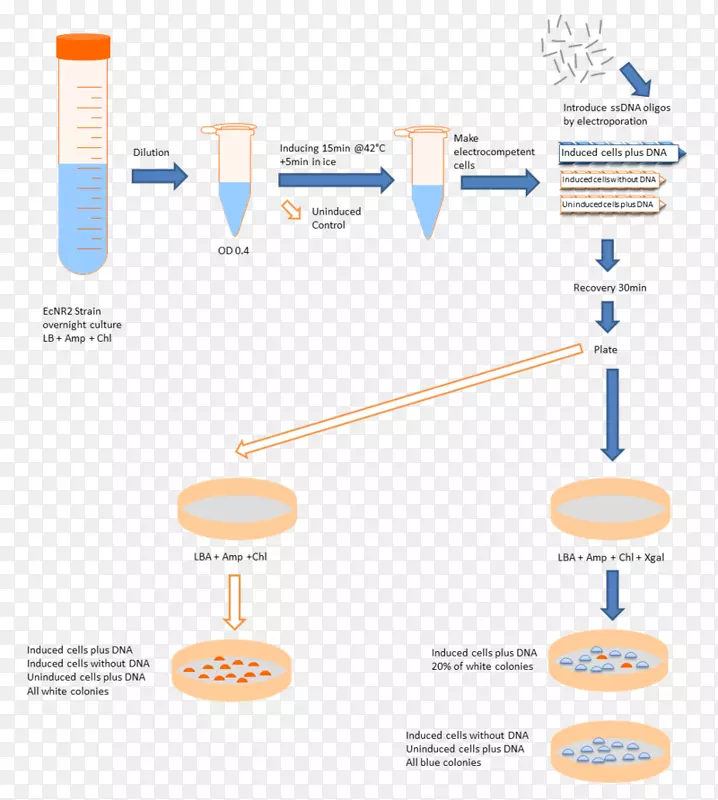 国际遗传工程机器细胞自然能力细菌质粒