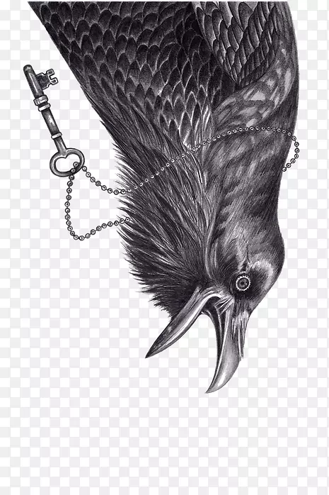 乌鸦常见的乌鸦鸟-鲁克