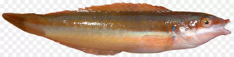 北红鳍鱼地中海彩虹鱼地中海海鱼