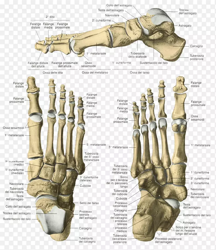 指骨足人体解剖-骨骼