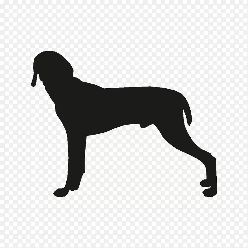犬种，维玛拉纳犬，体育团体，维兹斯拉-小狗