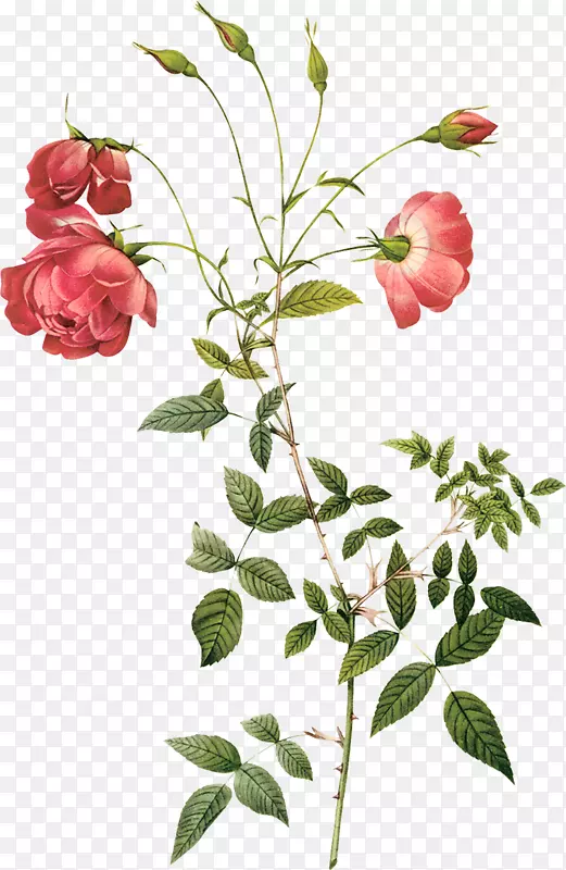 卷心菜玫瑰皮埃尔约瑟夫雷德(1759-1840)杂交茶玫瑰植物学插图-绘画