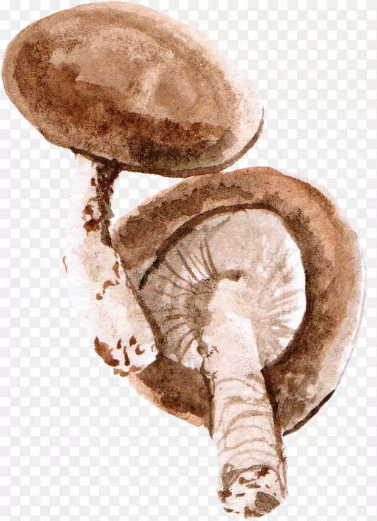 普通蘑菇香菇英国水彩画-蘑菇