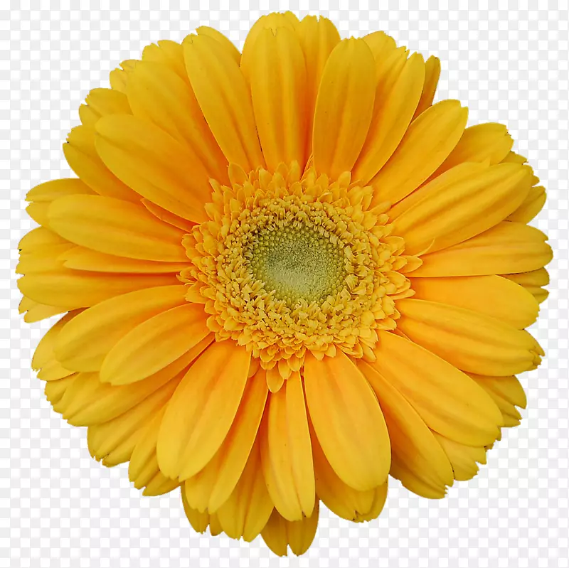 特兰士瓦雏菊，黄色摄影，花剪贴画-花