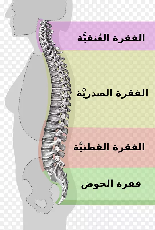 脊柱中立型脊柱腰椎管狭窄症