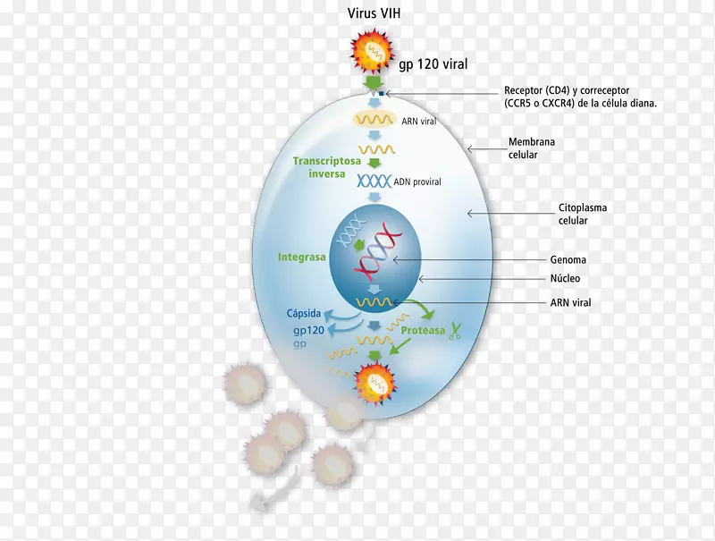 HIV/AIDS免疫系统淋巴细胞-马的马细胞管理