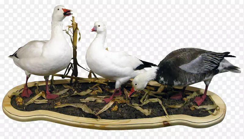 鸭鹅动物群羽毛海鸟-鸭