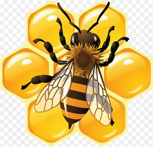蜜蜂蜂巢食物-蜜蜂