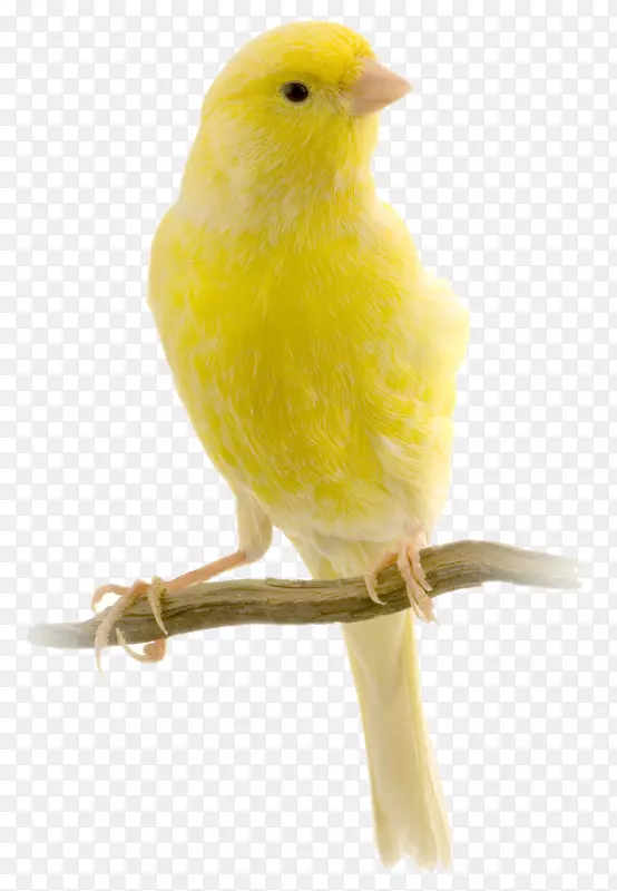 红因子金丝雀哈兹滚轮鸟黄色金丝雀鸟