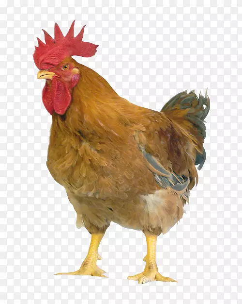 普利茅斯岩鸡，七叶草鸡，肉鸡，罗曼褐苏塞克斯鸡-鸭