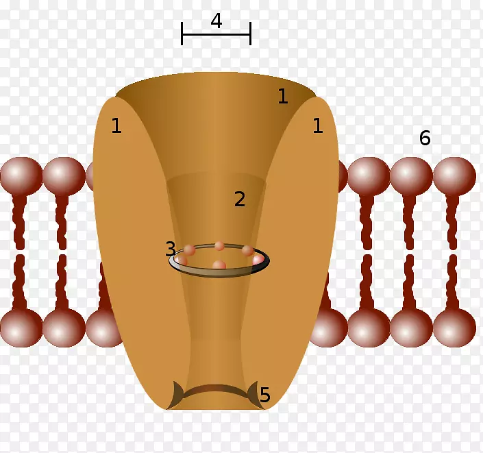 离子通道细胞膜钾通道生物膜原理图