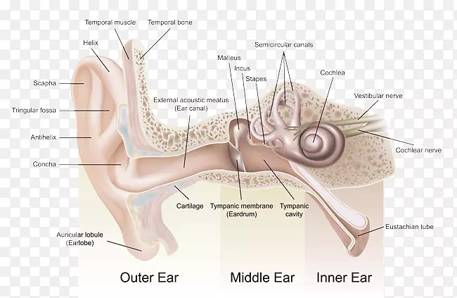 听2生活听力中心-查尔文耳解剖外耳-耳
