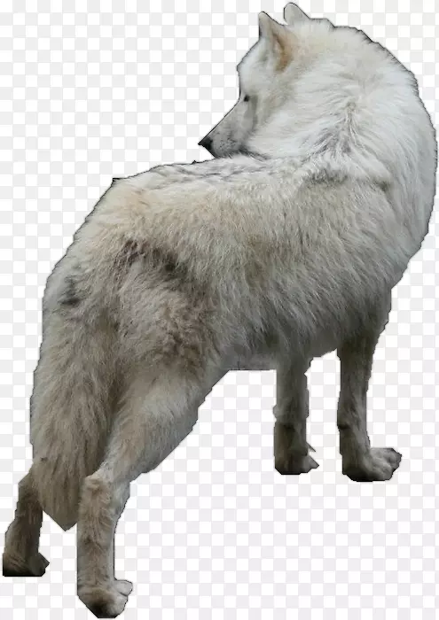 捷克斯洛伐克狼狗阿拉斯加冻原狼北极狼-狼