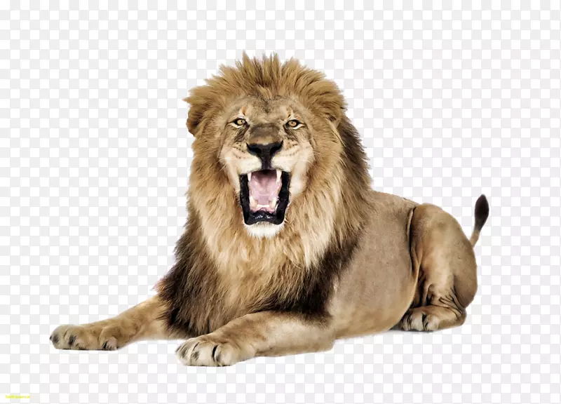 东非狮子电脑图标剪贴画