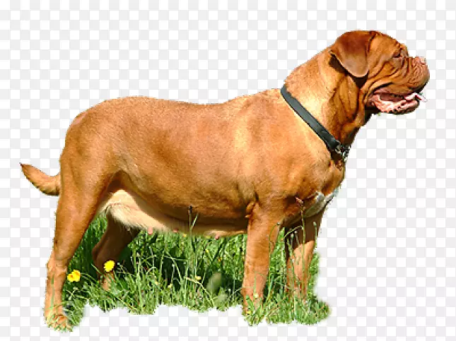 波尔多犬-犬种