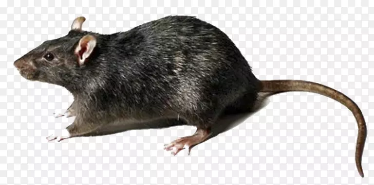 鼠棕色大鼠沙鼠-小鼠