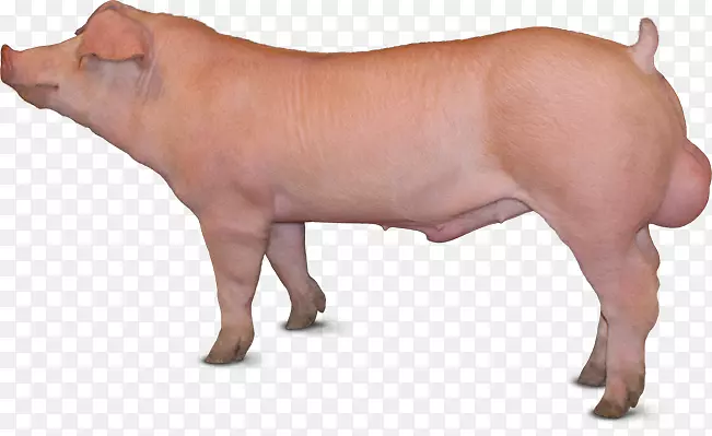 杜洛克猪，大白猪，英国本土猪，丹麦本土猪