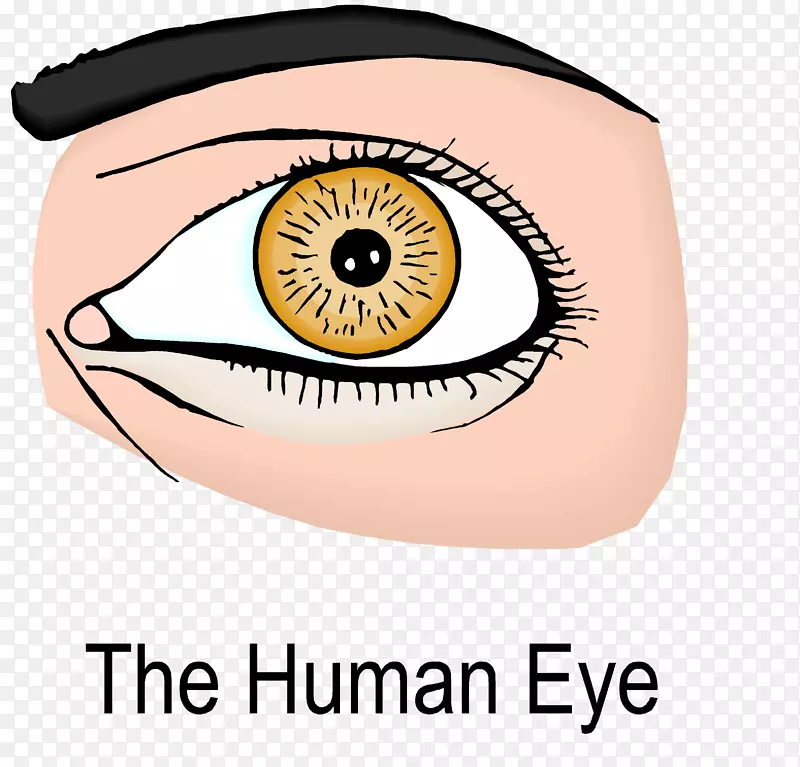小孔眼定义英语词典-眼睛