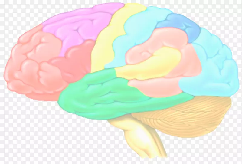 大脑组织：(色)-大脑