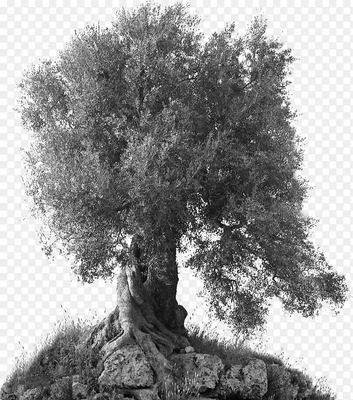 橄榄油树枝