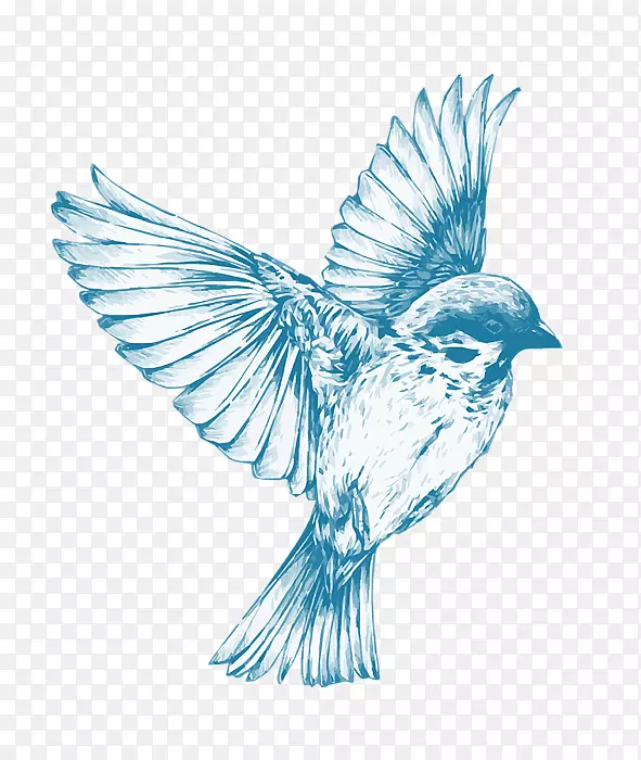 鸟画艺术素描-鸟