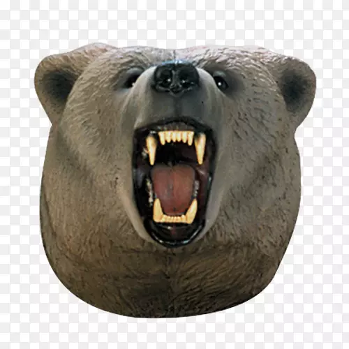 灰熊，棕熊，鼻子，头熊