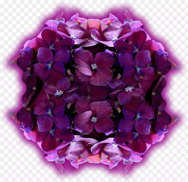 绣球切花花瓣紫色艺术
