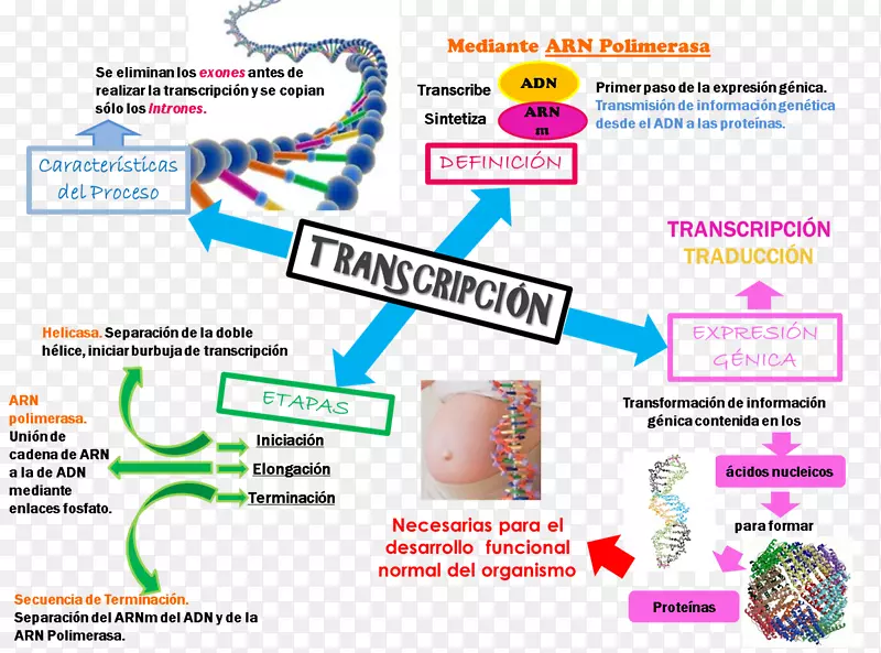 转录翻译蛋白生物合成遗传学dna-血压