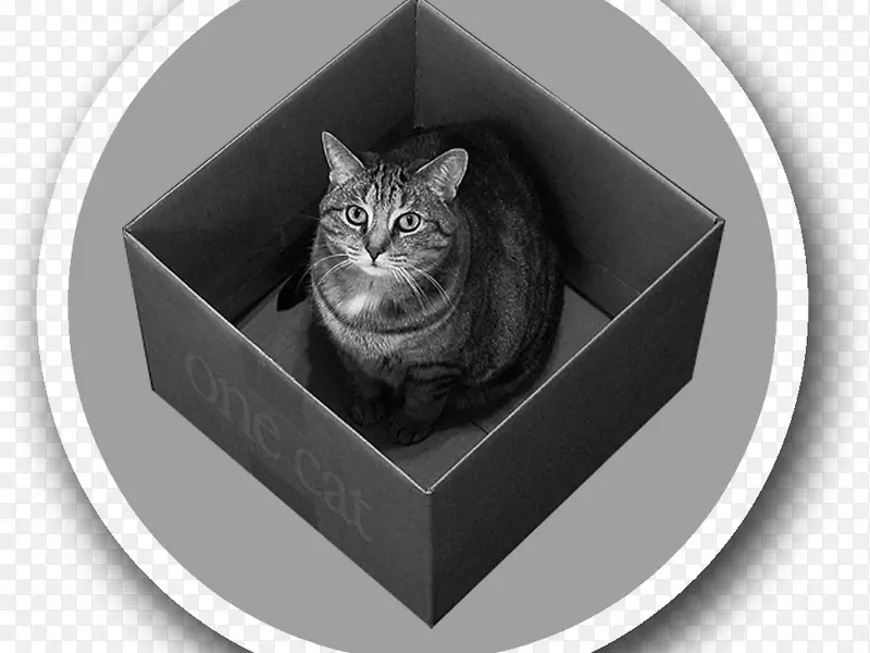 量子力学中的薛定谔猫物理粒子