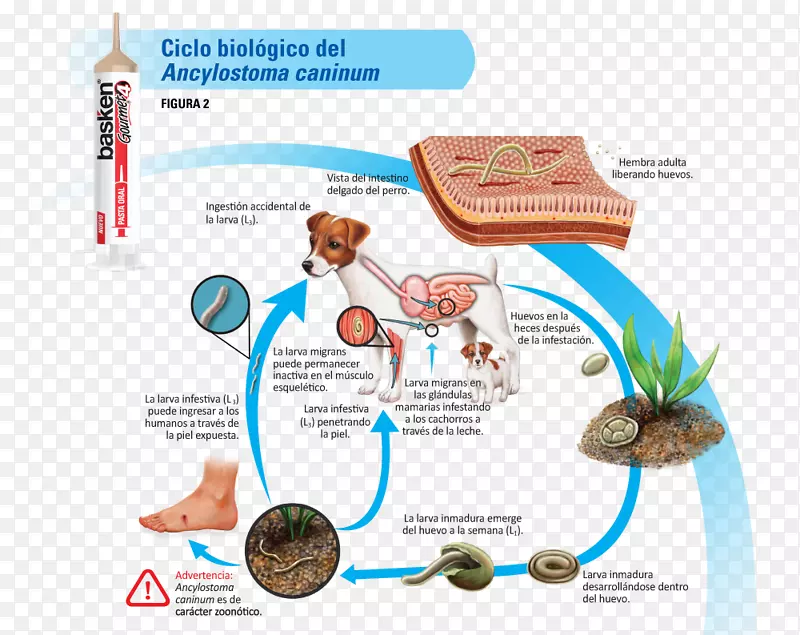 犬钩虫生物生命周期犬钩虫感染生物学-狗和猫