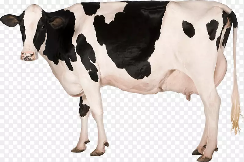 牛乳蛋白超食牛营养奶