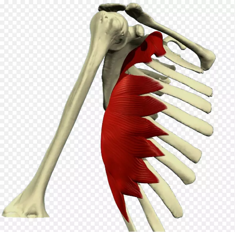 前肌系统，后下肌，后上肌-顶部视图