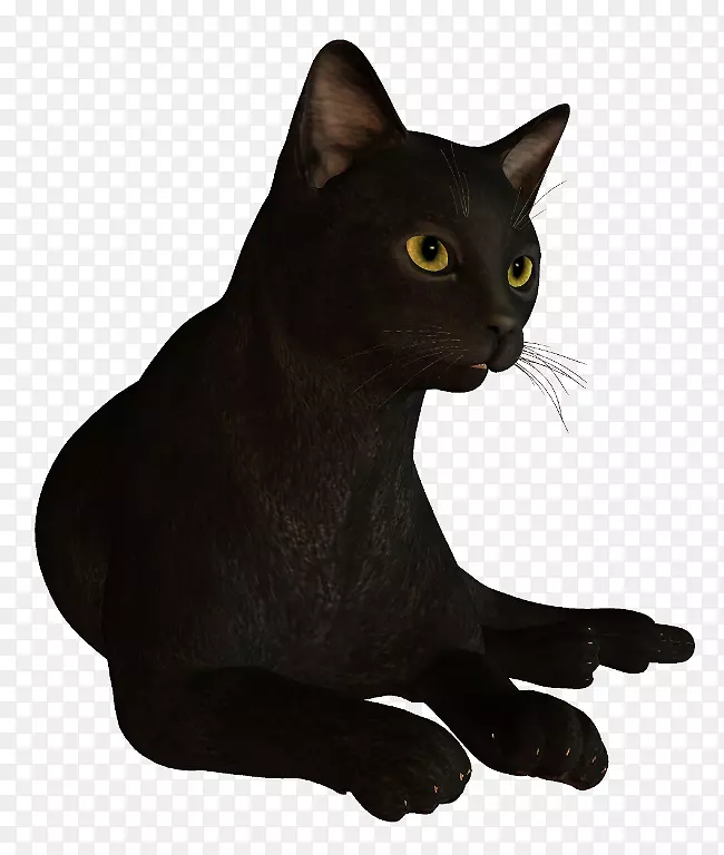 黑猫孟买猫哈瓦那棕色可拉家短毛猫