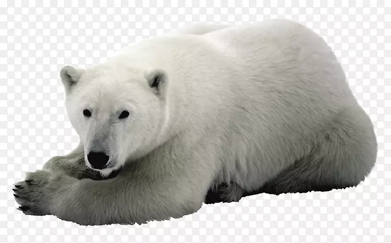 北极熊幼崽北极狐北极熊
